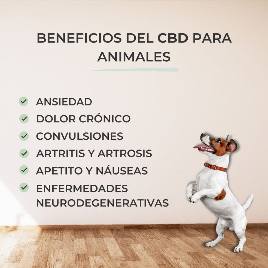 Feel Cocoa Aceite CBD 10% para mascotas thumbnail