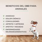 Feel Cocoa Aceite CBD 10% Perros y Gatos | 10 ml, , large image number null