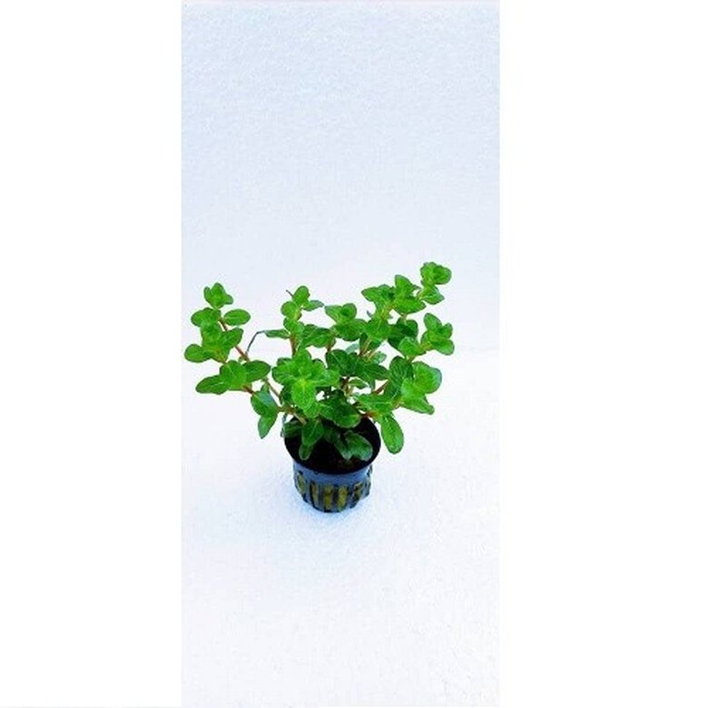 Trópica Iberia Rotala blood planta acuática, , large image number null