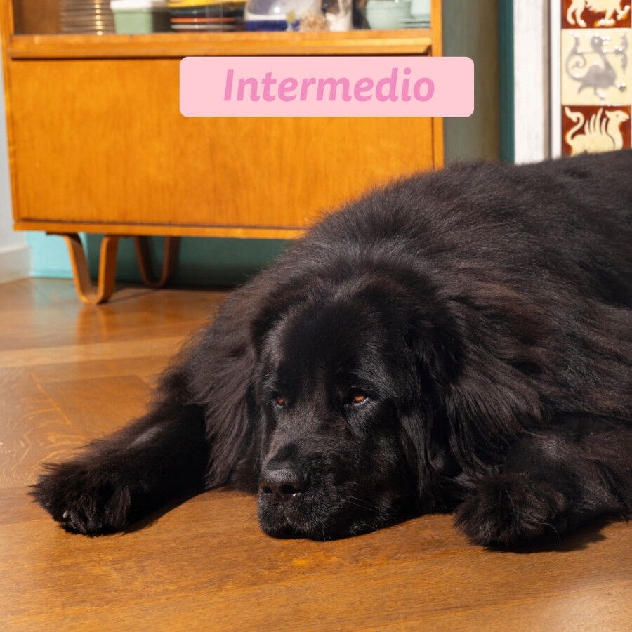 12 kg Edgard & Cooper Puppy Pato y Pollo pienso para perros, , large Imagen numero 4