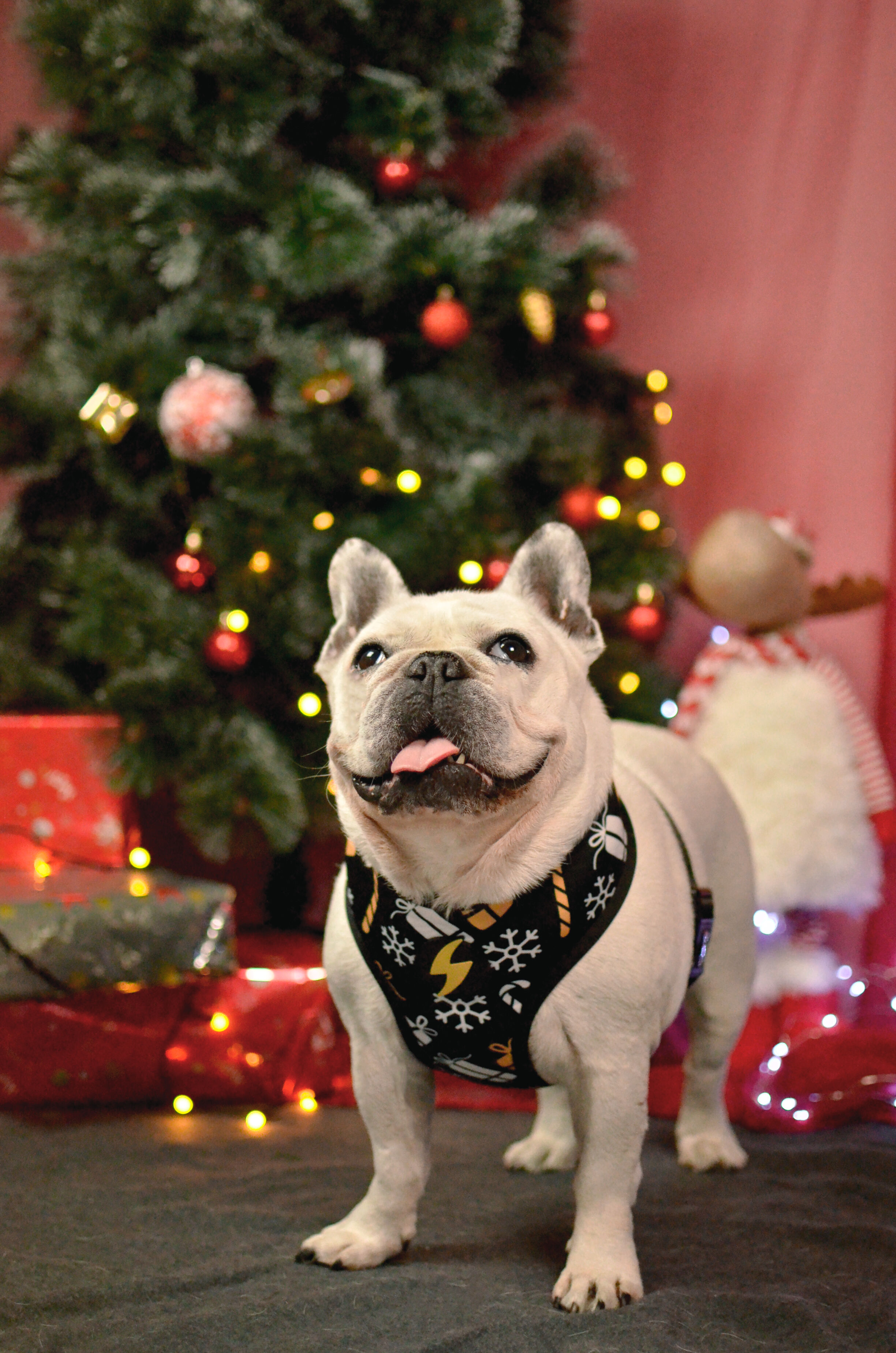 Dashi spark arn&eacute;s negro y amarillo para perros, , large Imagen numero 2