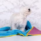 Capa de baño Mandy para perros color Azul Turquesa, , large image number null
