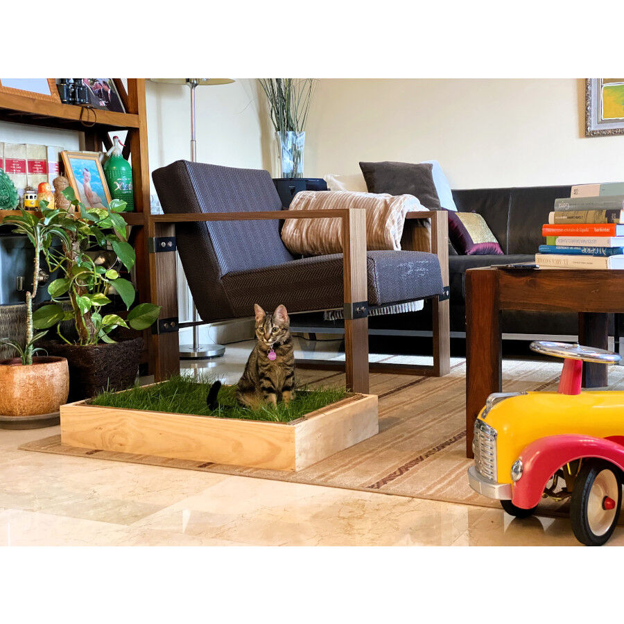 Petground, Cama para gatos, Caja de Madera, Accesorio, Mueble, XL, , large Imagen numero 3