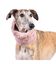 Cuello Bufanda para perro Groc Groc Uoamy Rosa Peluche, , large indicador imagen numero 2