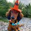 Collar de Perro con Pompones de Halloween - Ojo Azul, , large indicador imagen numero 2