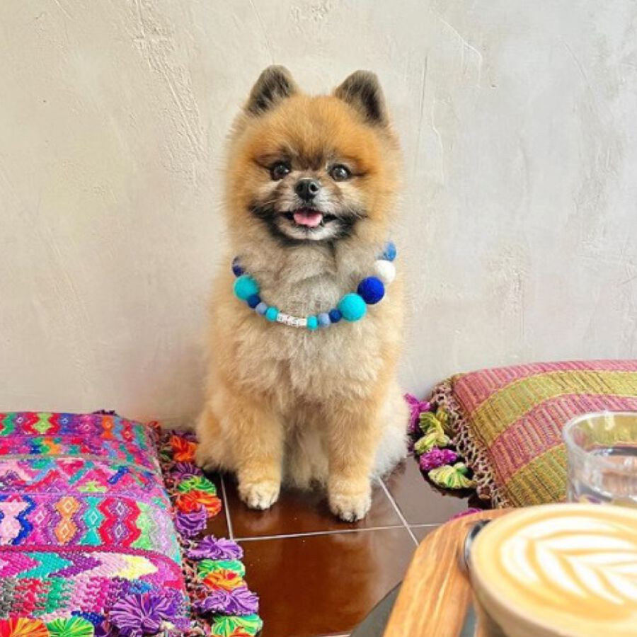 Collar De Perro Personalizado Con Pompones, , large Imagen numero 5