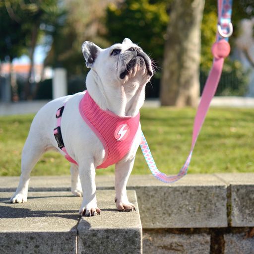 Arn&eacute;s Neo Mesh Coral para perros color Multicolor, , large Imagen numero 5