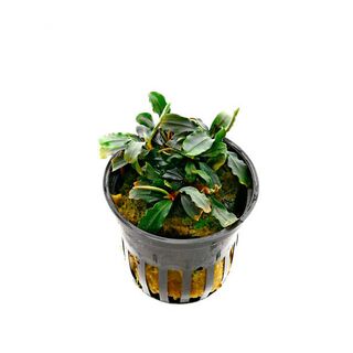 My Shrimp House Bucephalandra mix para peces