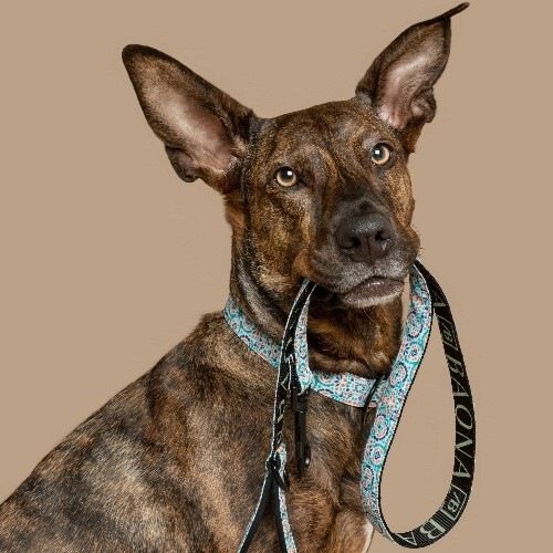 Baona correa boracay de nylon reciclado multicolor para perros, , large Imagen numero 2