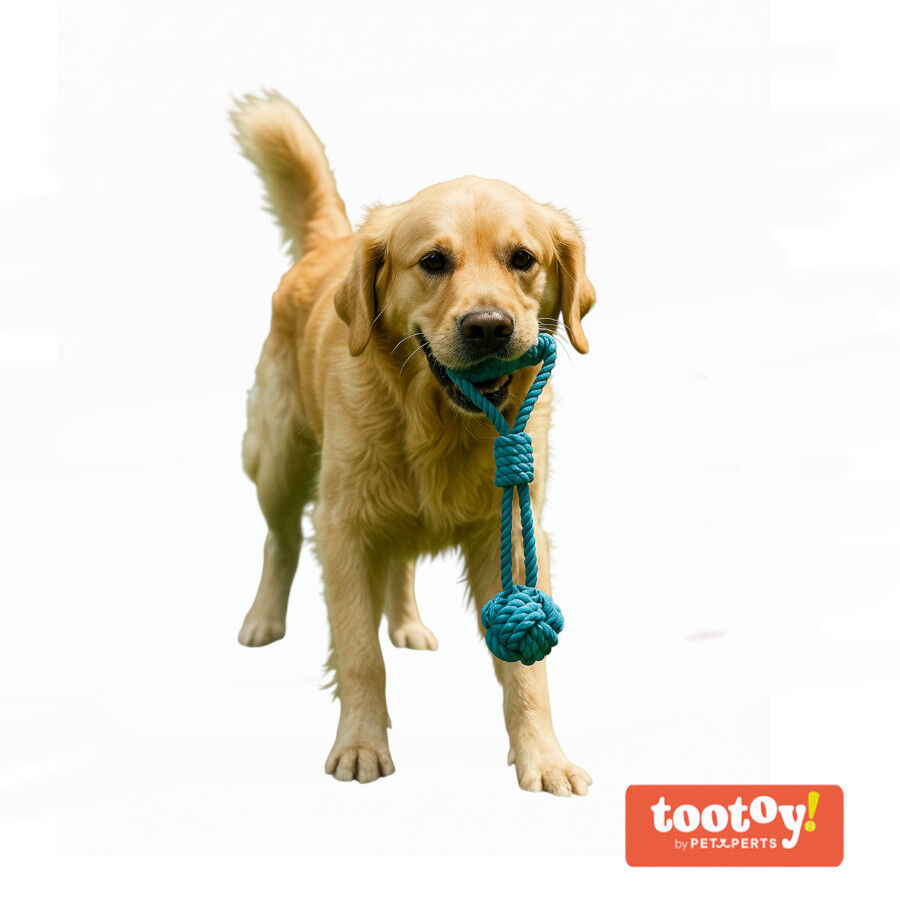 Tootoy! Modedor para Tirar de Cuerda con Pelota Azul para perros, , large Imagen numero 8