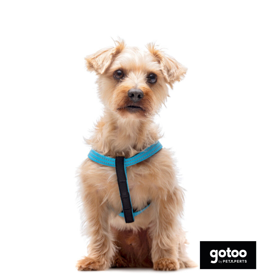 Gotoo Arn&eacute;s reflectante de neopreno azul para perros, , large Imagen numero 3
