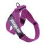Arnés Julius K9 IDC Cinta Rosa para perros, , large indicador imagen numero 2