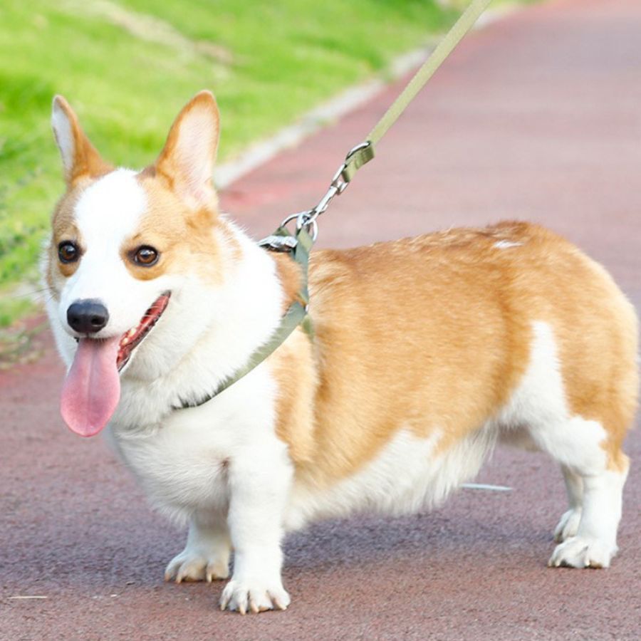 Arn&eacute;s + Correa para mascotas estilo militar, , large Imagen numero 3