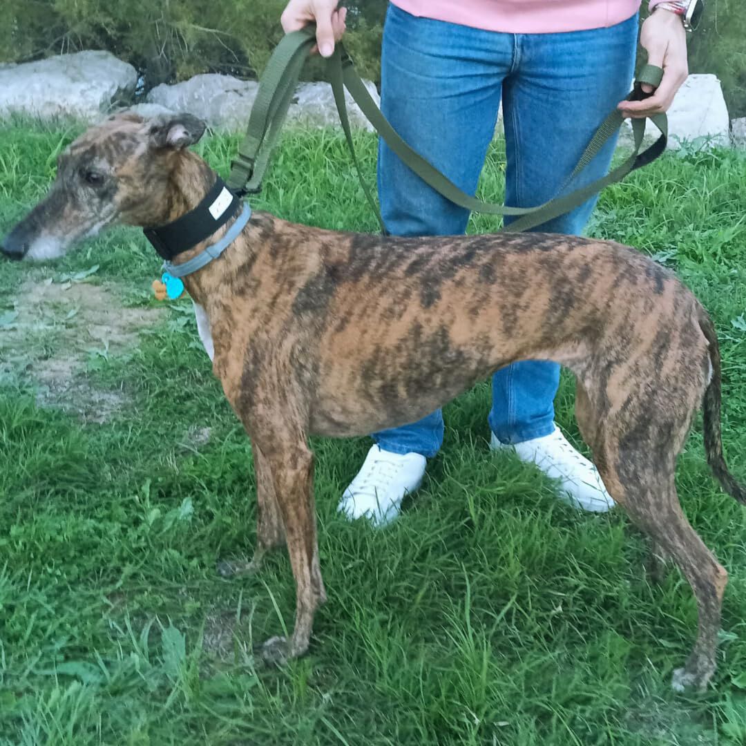 EGV - Correa multiposicion perro con doble asa de neopreno. Correa perro manos libres de 2,50 metros de longitud. (Verde militar), , large Imagen numero 4