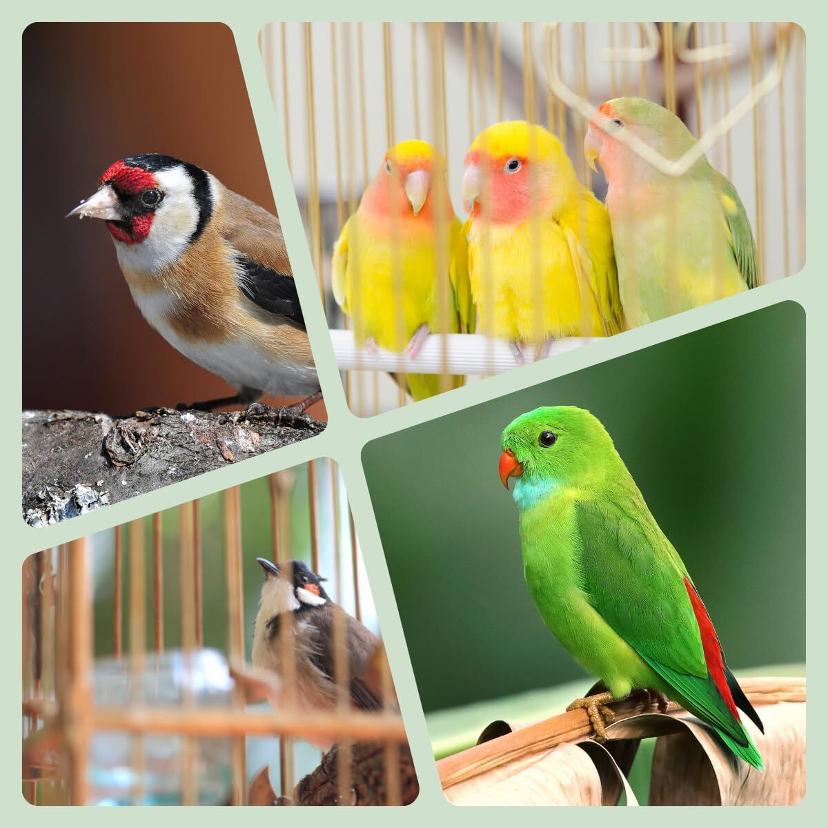 Avianvet Suplemento para Reproducción Mix para aves thumbnail