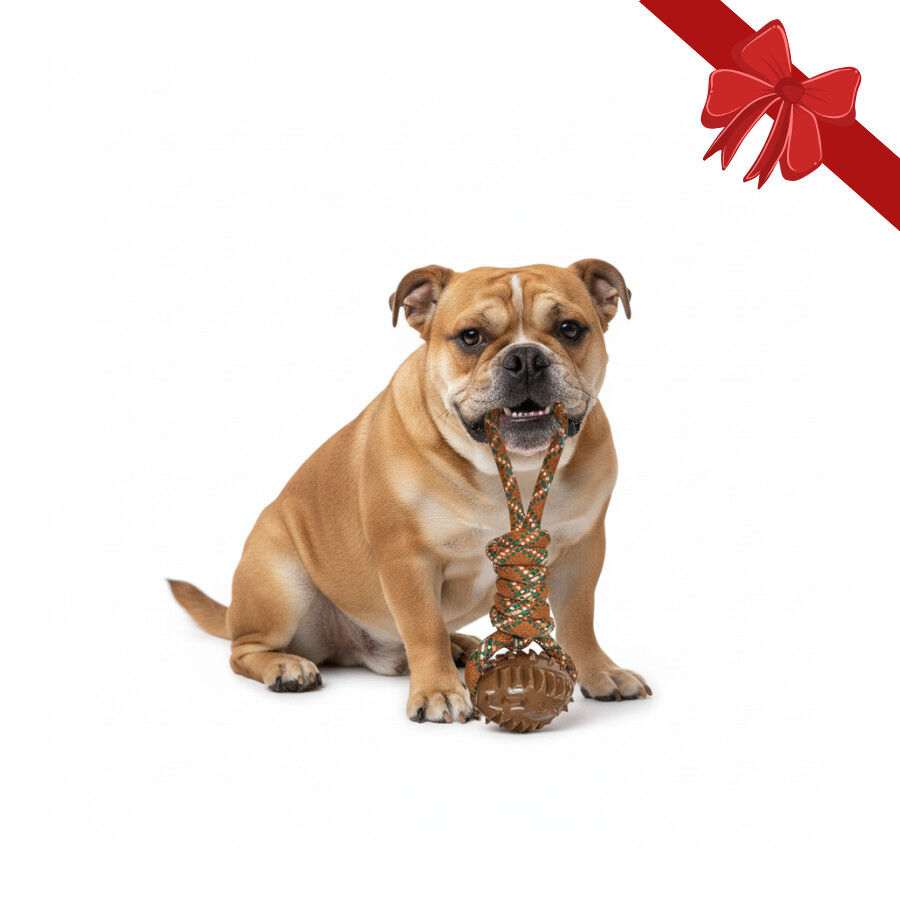 Wonder Christmas Juguete de Cuerda y Mordedor Navide&ntilde;o para perros, , large Imagen numero 1