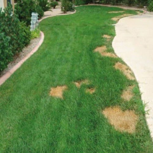 Roca antimanchas para perros thumbnail