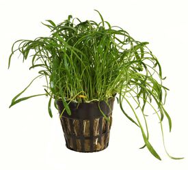 Tropica Iberia Planta Lilaeopsis Brasiliensis