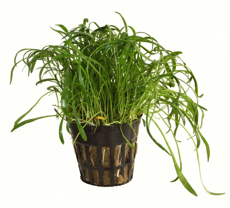 Tropica Iberia Planta Lilaeopsis Brasiliensis