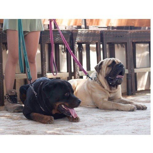 APEX DOG GEAR correa de nylon con doble asa azul para perros, , large Imagen numero 3