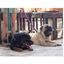 APEX DOG GEAR correa de nylon con doble asa azul para perros, , large indicador imagen numero 3