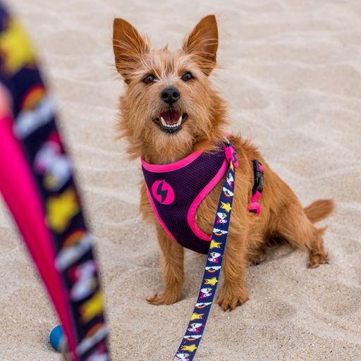 Correa de poli&eacute;ster Unicorn para perros color Varios, , large Imagen numero 2