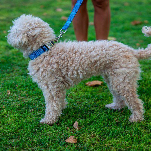 Correa Pamppy Cebra Azul para perros, , large Imagen numero 2