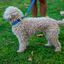 Correa Pamppy Cebra Azul para perros, , large indicador imagen numero 2