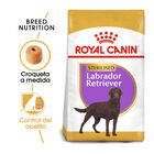 Royal Canin Adult Labrador Sterilised pienso para perros , , large image number null