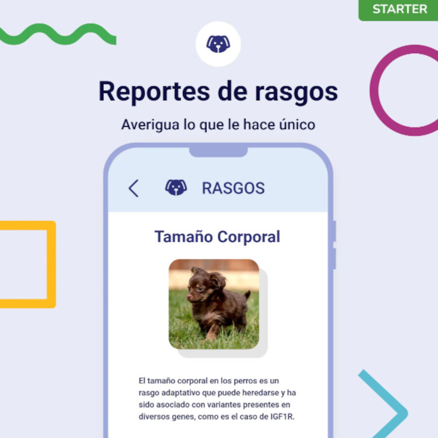 Koko Genetics Prueba de ADN Starter para perros, , large Imagen numero 3
