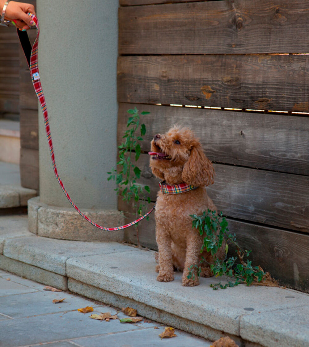Collar Pamppy Funny Tart&aacute;n rojo para perros, , large Imagen numero 4