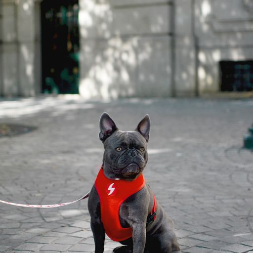 Arn&eacute;s reversible Tribes Neo Mesh para perros color Varios, , large Imagen numero 4