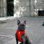 Arnés reversible Tribes Neo Mesh para perros color Varios, , large indicador imagen numero 4