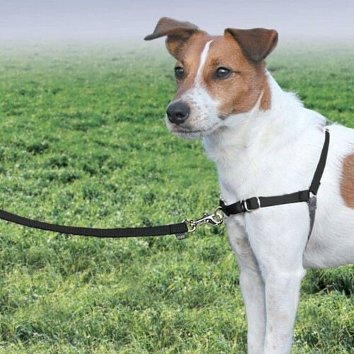 Arn s Easy Walk para perros color Negro