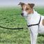 Arnés Easy Walk para perros color Negro, , large indicador imagen numero 10