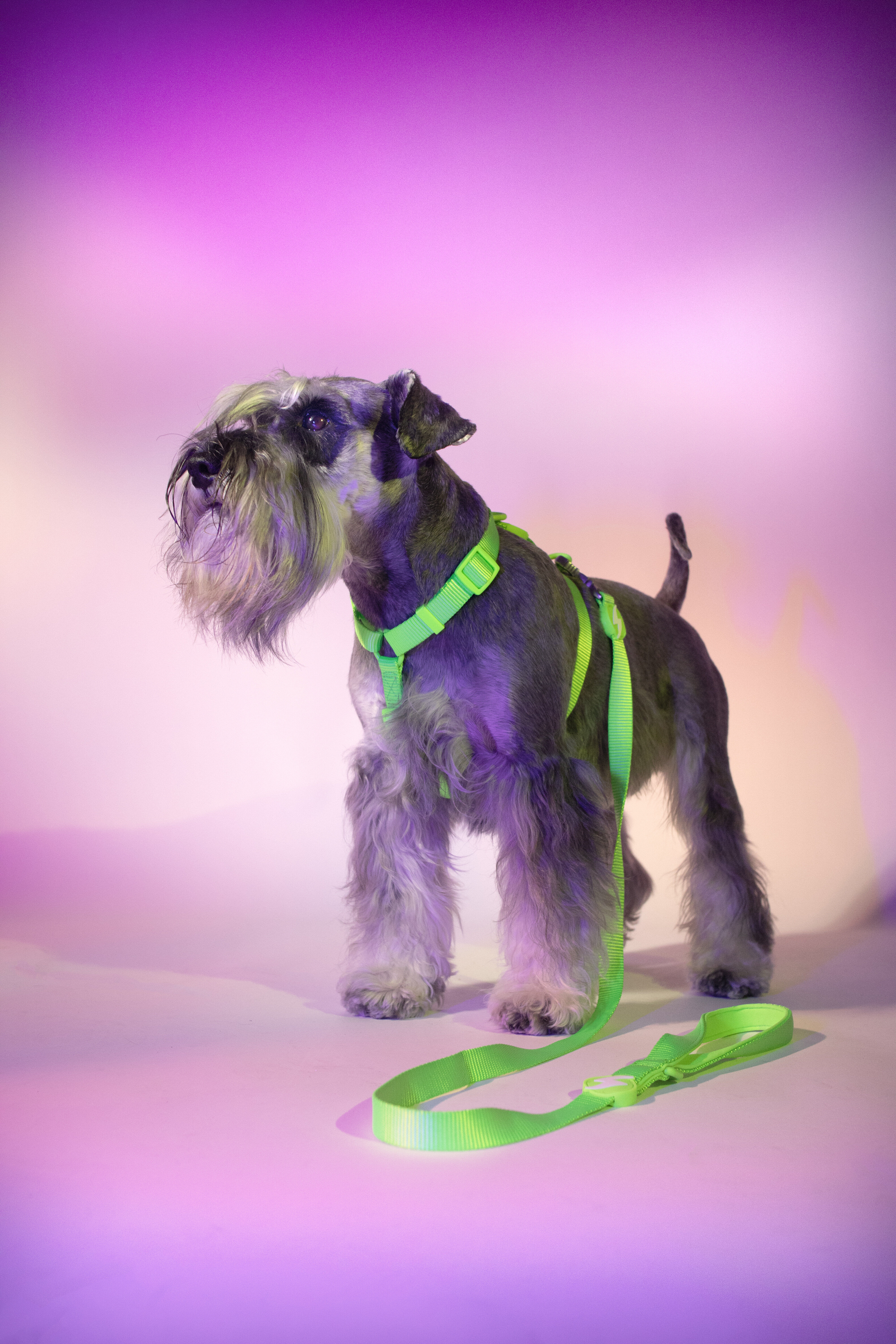 Correa Neon Verde, , large Imagen numero 2