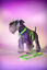 Correa Neon Verde, , large indicador imagen numero 2