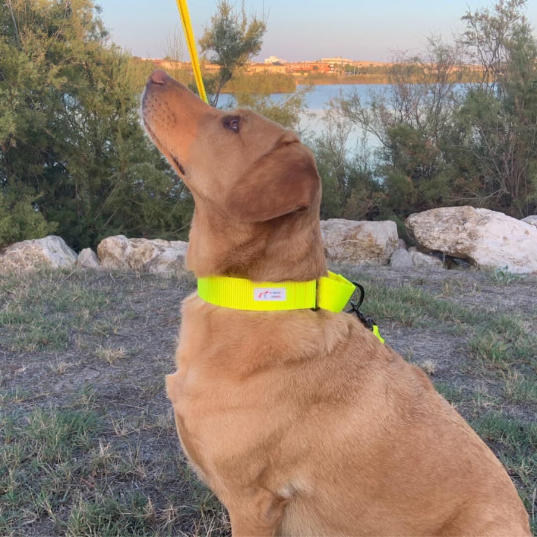 EGV - Collar Martingale. Collar galgo hecho a mano en Espa&ntilde;a (Amarillo), , large Imagen numero 5