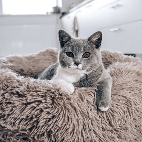 Cama suave para mascotas color Rosa, , large Imagen numero 4