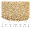 Golden Grey Trigo Arena Aglomerante para gatos, , large indicador imagen numero 5