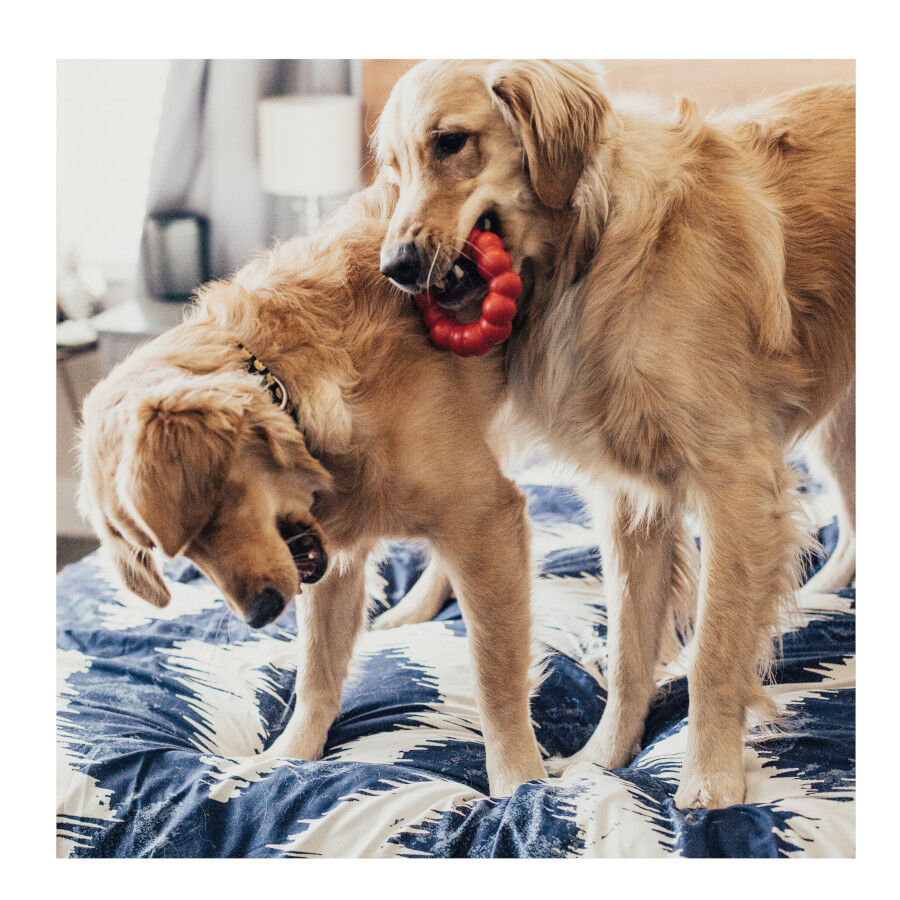 Kong Ring Medium Large juguete mordedor para perros, , large Imagen numero 2