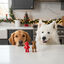 2 uds. Wonder Christmas Snacks Reno & Santa Navideños para perros, , large indicador imagen numero 2