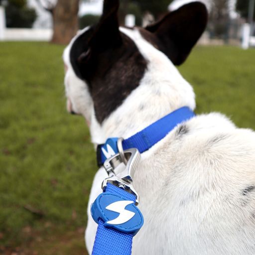 Collar para perros color Azul, , large Imagen numero 3