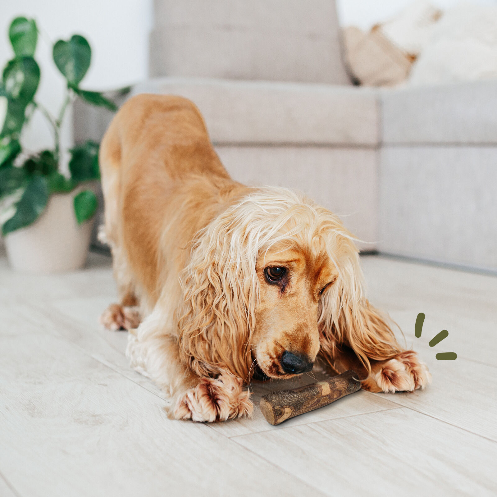 MAIKAI Palo Madera de Olivo thumbnail