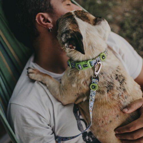 Correa Estelar para perros color Verde, , large Imagen numero 2