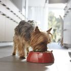 Purina One Mini Active Pollo pienso para perros, , large image number null