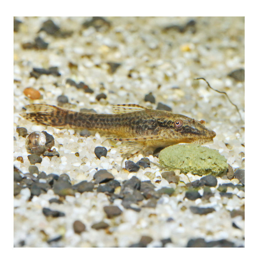 JBL Novopleco Pastillas para peces de fondo thumbnail