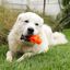 Juguete interactivo para perros Treat Star BIONIC, , large indicador imagen numero 2