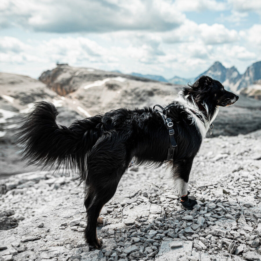 Non-stop dogwear Protector Bot&iacute;n Negro y Naranja para perros, , large Imagen numero 5