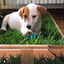 Petground Cama para perros Empapador, Alfombra Olfativa, Césped Natural, , large indicador imagen numero 5